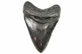 Fossil Megalodon Tooth - Georgia #105008-1